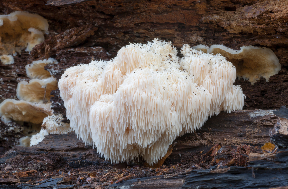 Lion's Mane Mushroom seen growing outside on a log