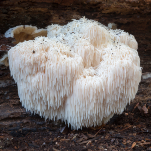 Lion's Mane Mushroom